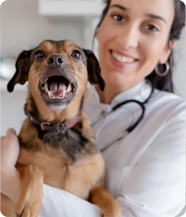 Clínicas e veterinários