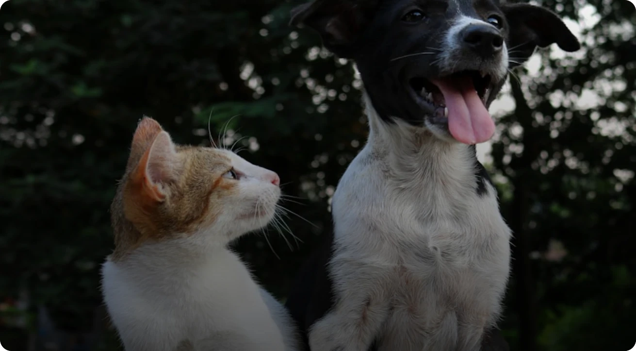 Dois cachorros